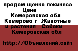 продам щенка пекинеса › Цена ­ 2 000 - Кемеровская обл., Кемерово г. Животные и растения » Собаки   . Кемеровская обл.